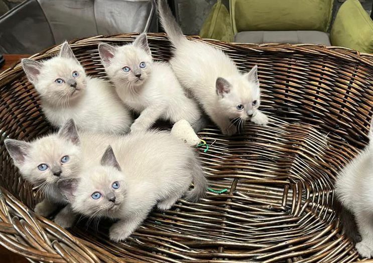 Siam Kitten reinrassig geimpft entwurmt