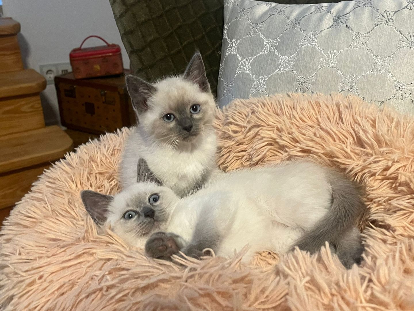 Siam Kitten reinrassig geimpft entwurmt