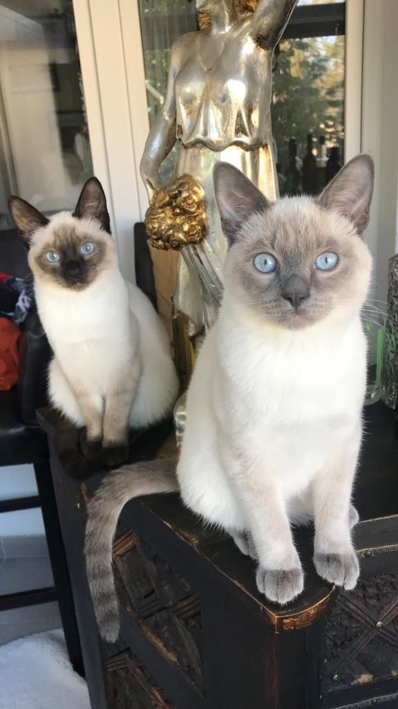 Siam Kitten reinrassig geimpft entwurmt