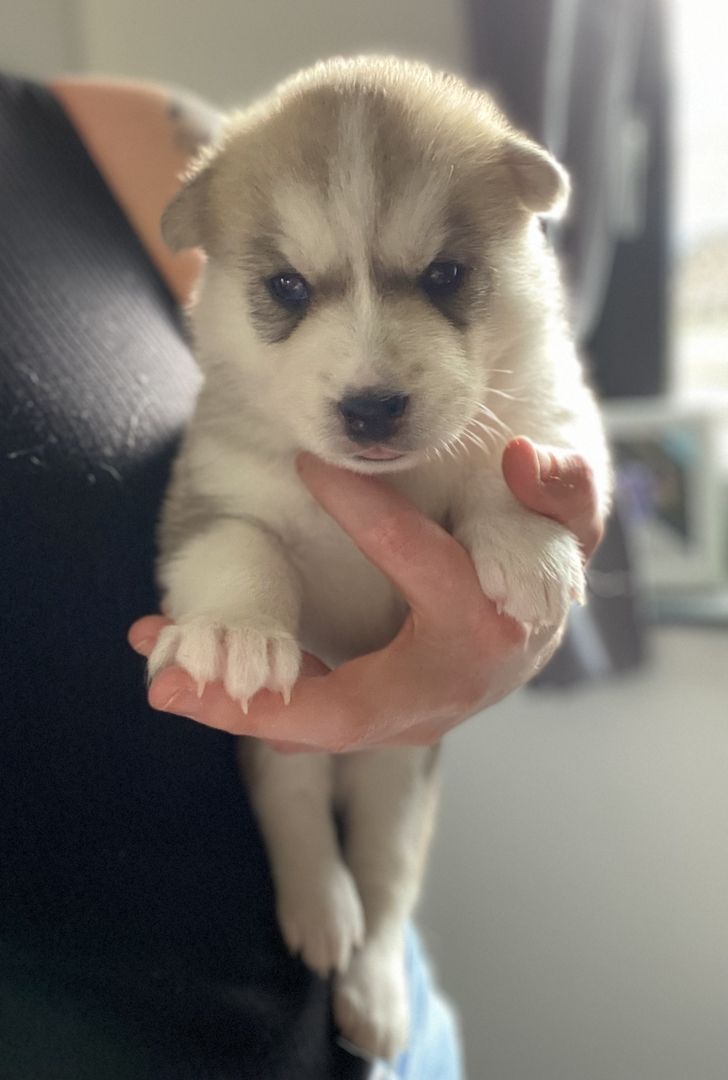 Husky x Schäferhund Mix Welpen in liebevolle Hände abzugeben