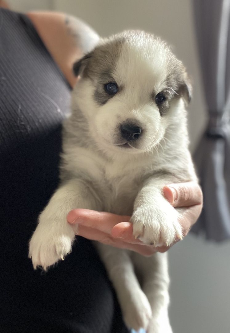 Husky x Schäferhund Mix Welpen in liebevolle Hände abzugeben