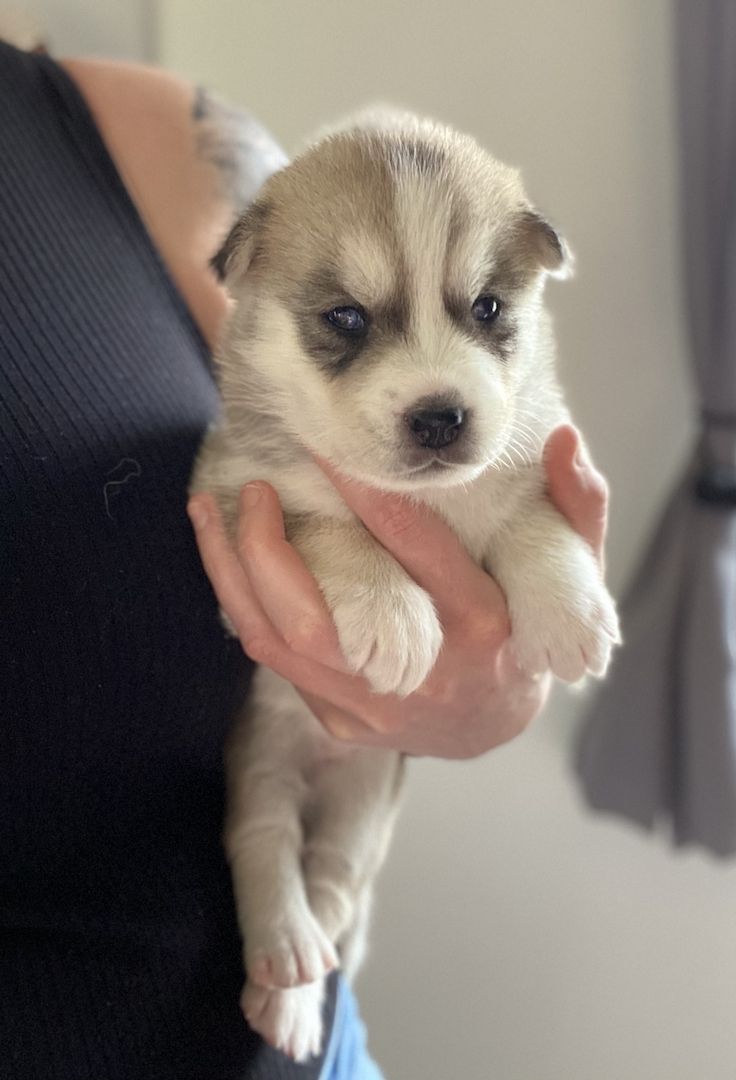 Husky x Schäferhund Mix Welpen in liebevolle Hände abzugeben
