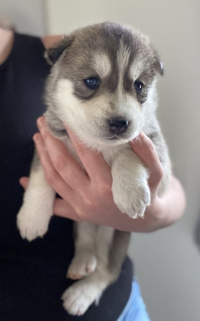 Husky x Schäferhund Mix Welpen in liebevolle Hände abzugeben