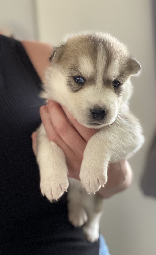 Husky x Schäferhund Mix Welpen in liebevolle Hände abzugeben