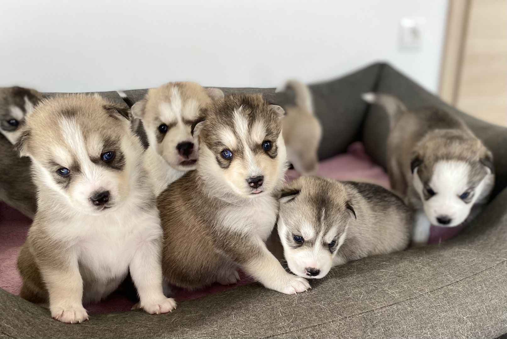 Husky x Schäferhund Mix Welpen in liebevolle Hände abzugeben