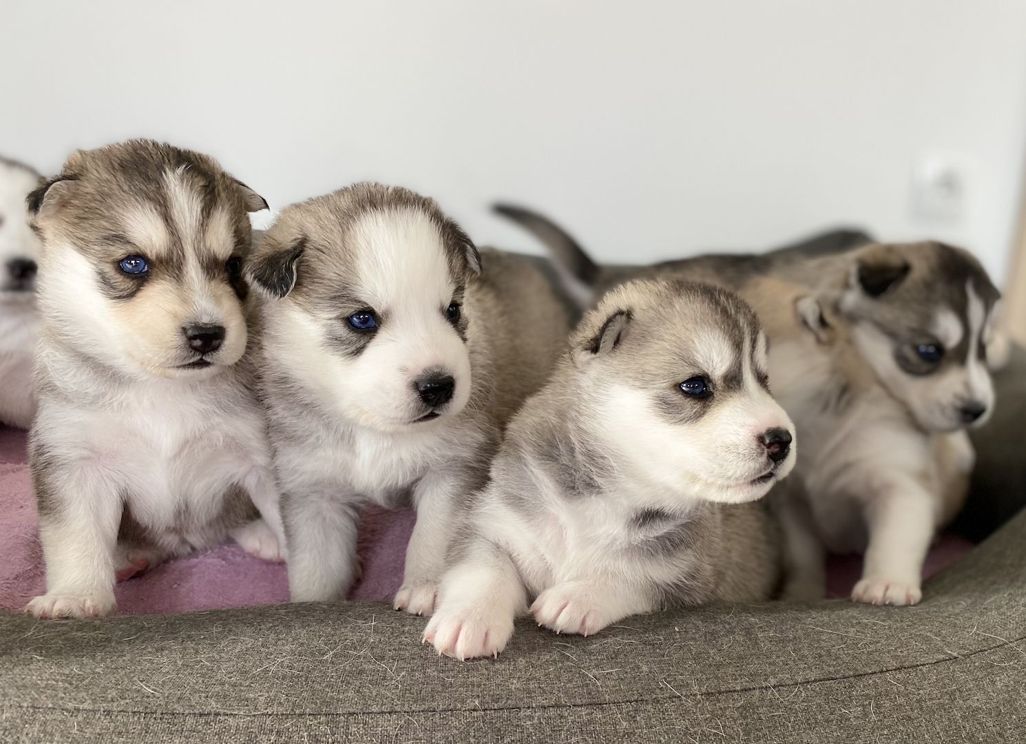 Husky x Schäferhund Mix Welpen in liebevolle Hände abzugeben