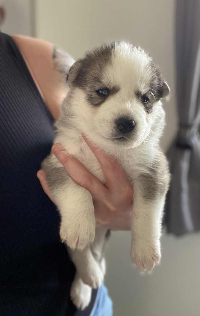 Husky x Schäferhund Mix Welpen in liebevolle Hände abzugeben