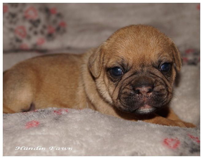 Französische Bulldoggen Mix Welpen Französische Bulldoggen Mix Welpen