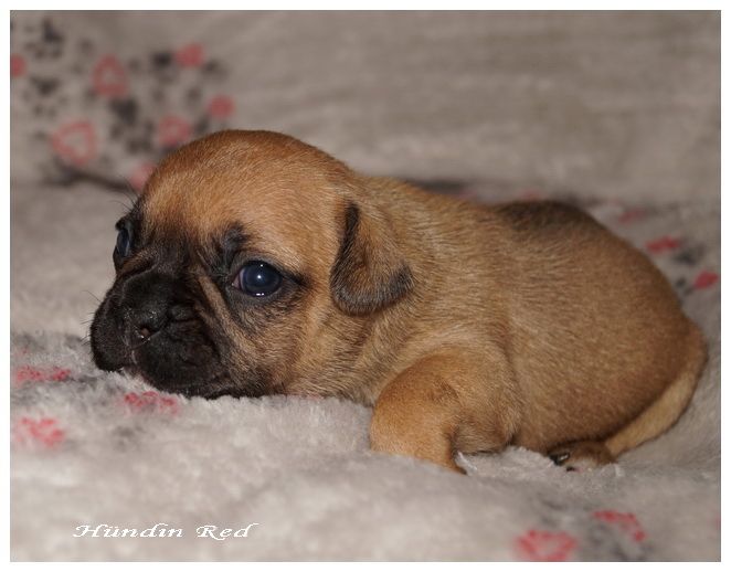 Französische Bulldoggen Mix Welpen Französische Bulldoggen Mix Welpen