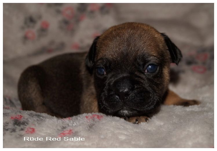 Französische Bulldoggen Mix Welpen Französische Bulldoggen Mix Welpen