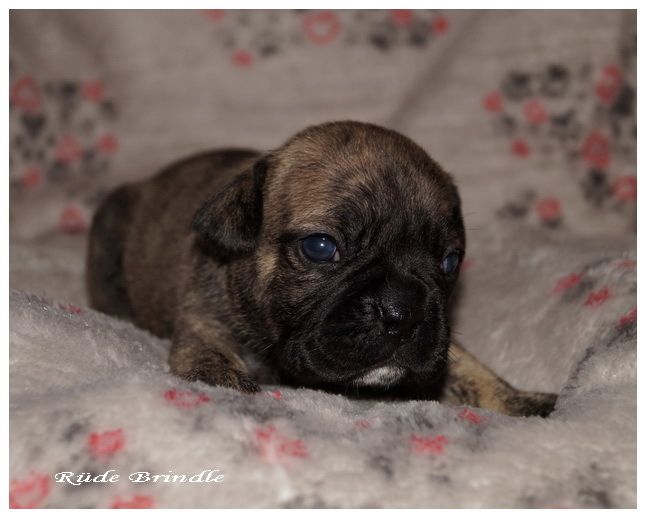 Französische Bulldoggen Mix Welpen Französische Bulldoggen Mix Welpen