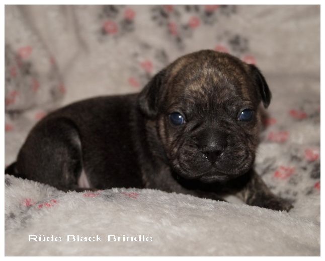 Französische Bulldoggen Mix Welpen Französische Bulldoggen Mix Welpen