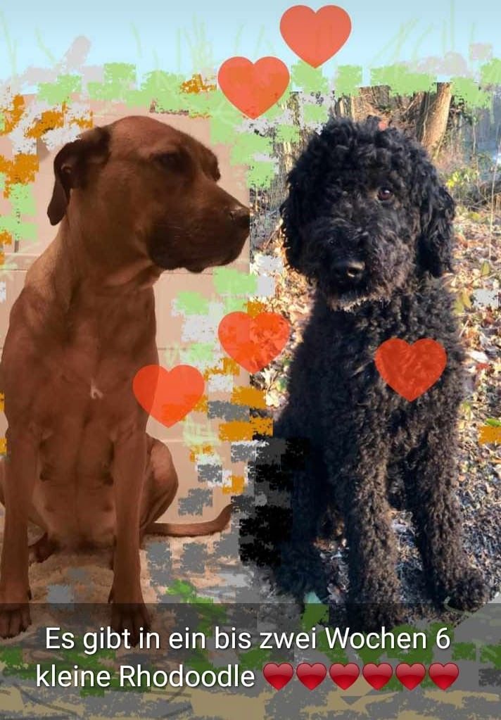 8 Rhodesian Ridgeback-Großpudel-Mix Welpen 8 Rhodesian Ridgeback-Großpudel-Mix Welpen