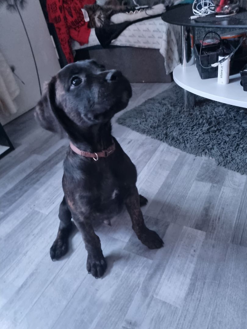 Boxer Ridgeback Welpen Boxer Ridgeback Welpen