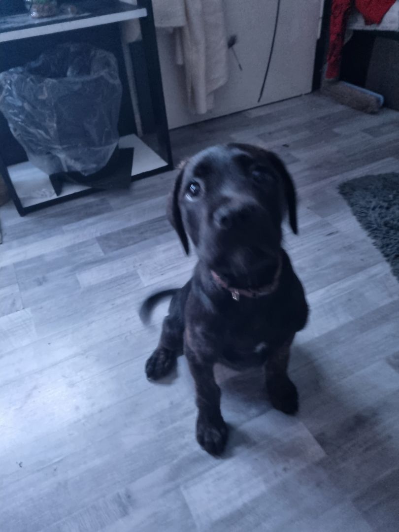 Boxer Ridgeback Welpen Boxer Ridgeback Welpen