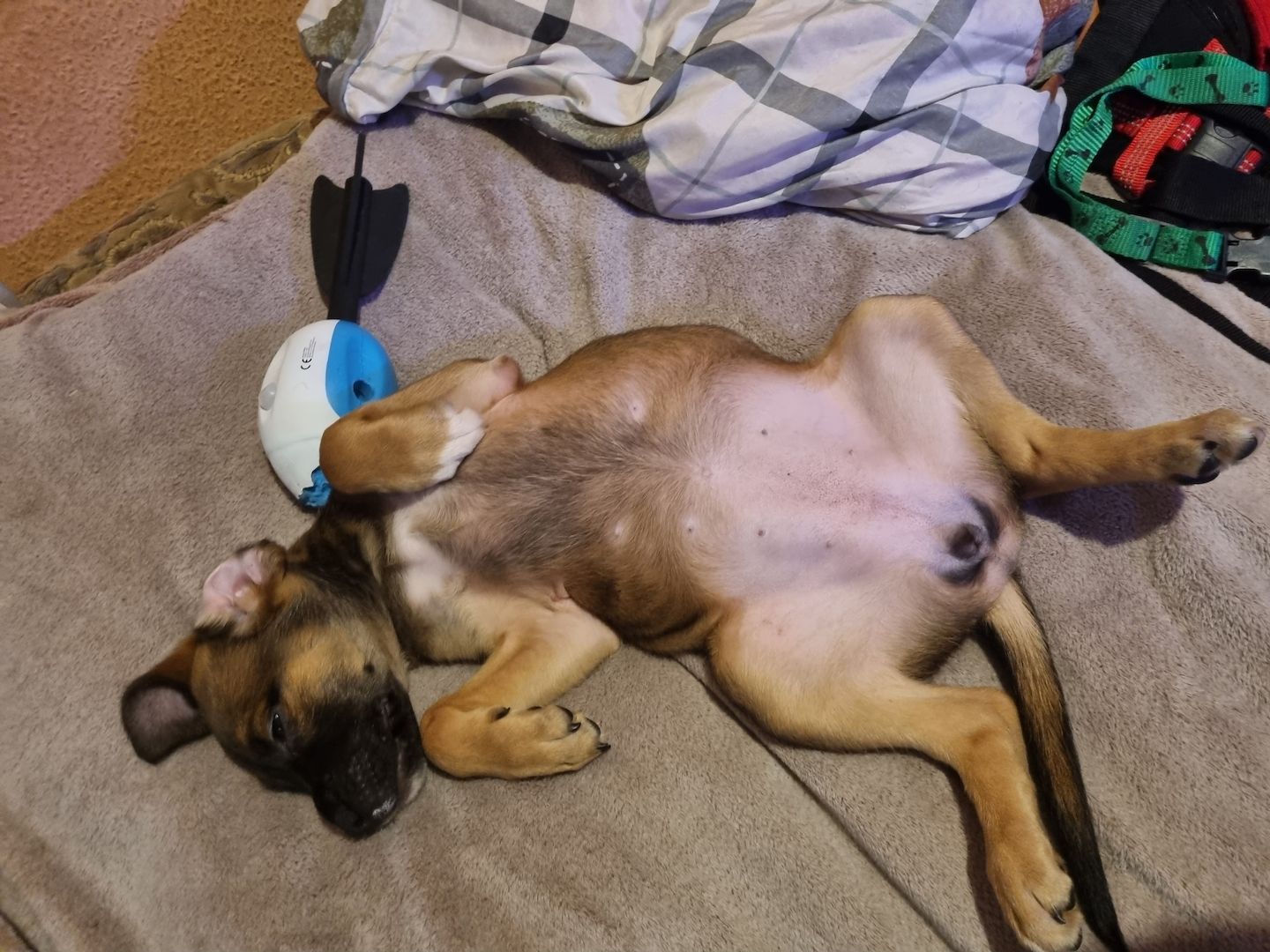 Boxer Ridgeback Welpen Boxer Ridgeback Welpen