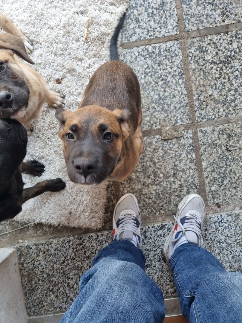 Boxer Ridgeback Welpen Boxer Ridgeback Welpen