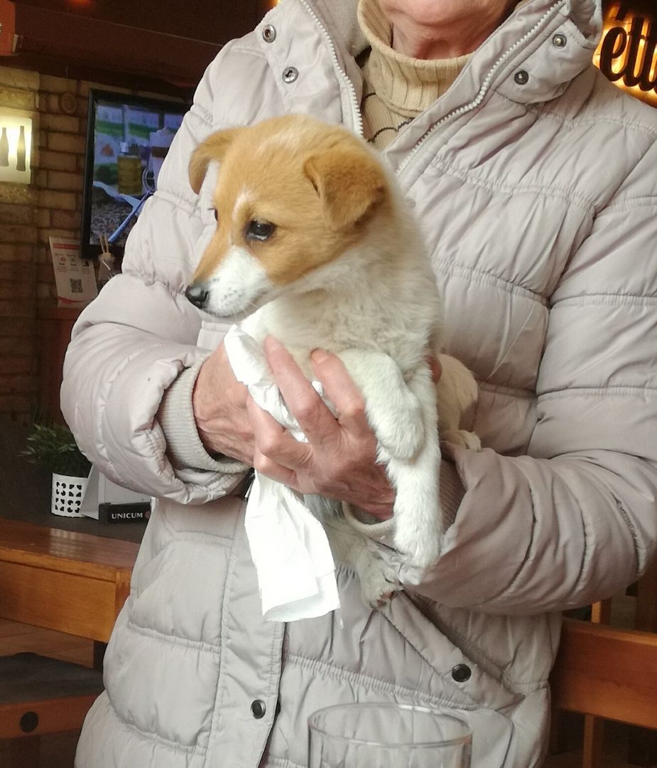 Spitz Mischling Welpe, sucht gutes zu Hause