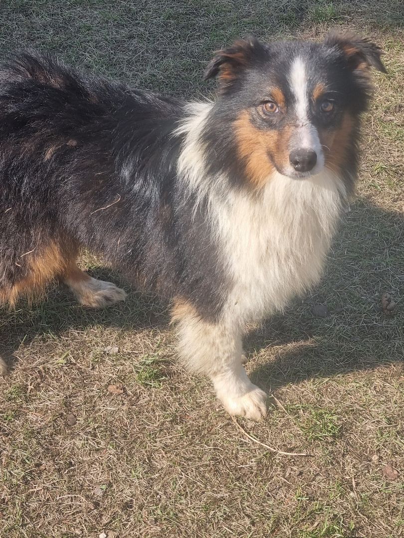 Reinrassiger Australian Shephard Rüde Junghund Reinrassiger Australian Shephard Rüde Junghund