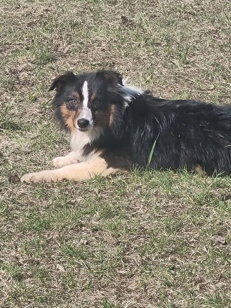 Reinrassiger Australian Shephard Rüde Junghund Reinrassiger Australian Shephard Rüde Junghund