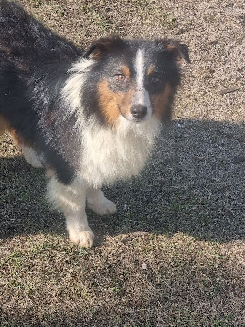 Reinrassiger Australian Shephard Rüde Junghund Reinrassiger Australian Shephard Rüde Junghund