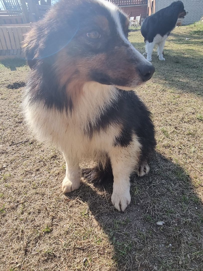 Reinrassiger Australian Shephard Rüde Junghund Reinrassiger Australian Shephard Rüde Junghund