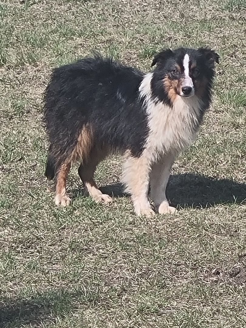 Reinrassiger Australian Shephard Rüde Junghund Reinrassiger Australian Shephard Rüde Junghund