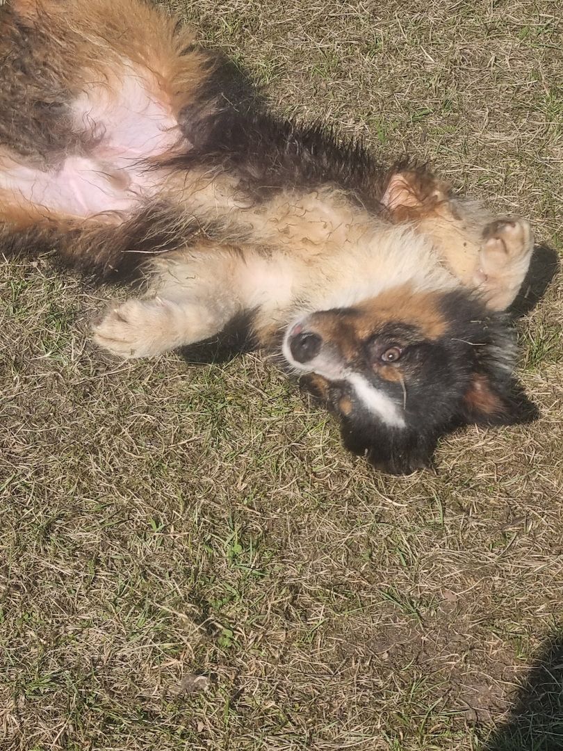 Reinrassiger Australian Shephard Rüde Junghund Reinrassiger Australian Shephard Rüde Junghund