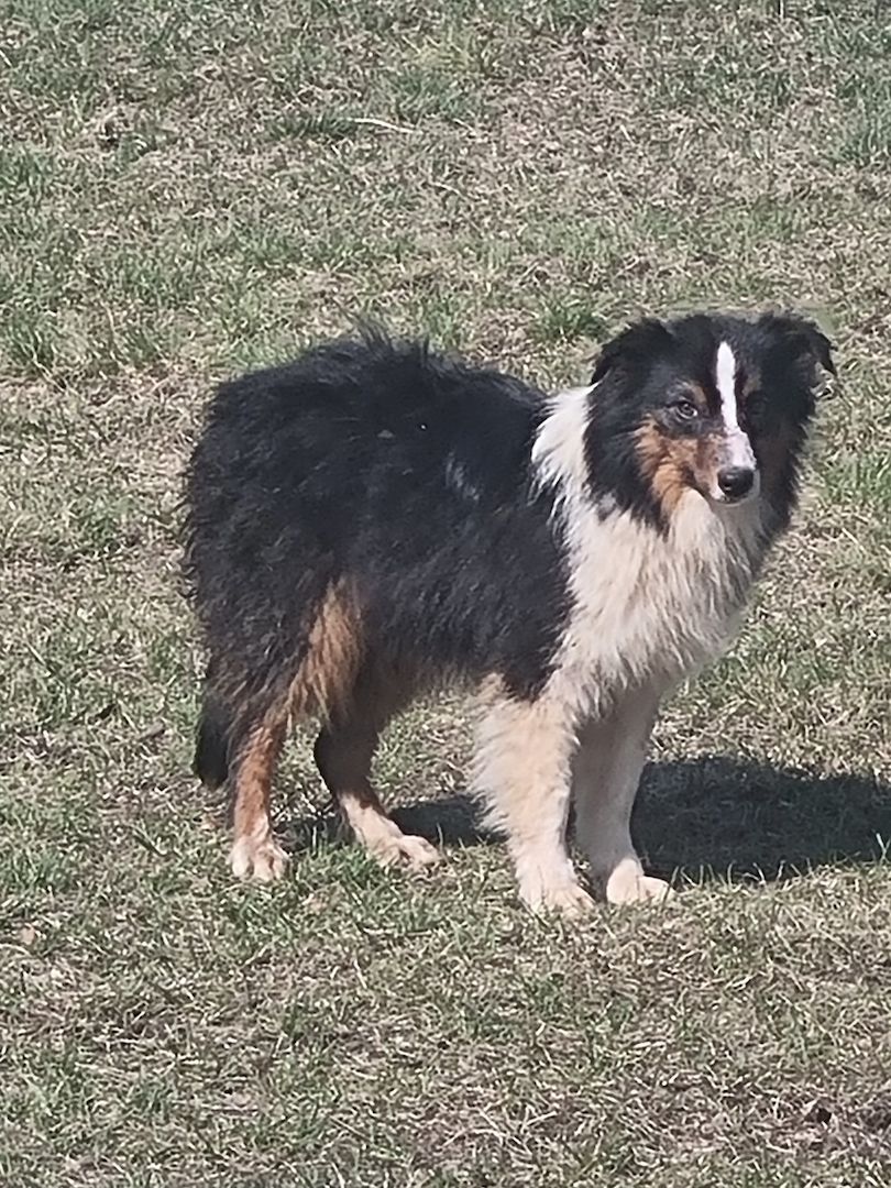 Reinrassiger Australian Shephard Rüde Junghund Reinrassiger Australian Shephard Rüde Junghund