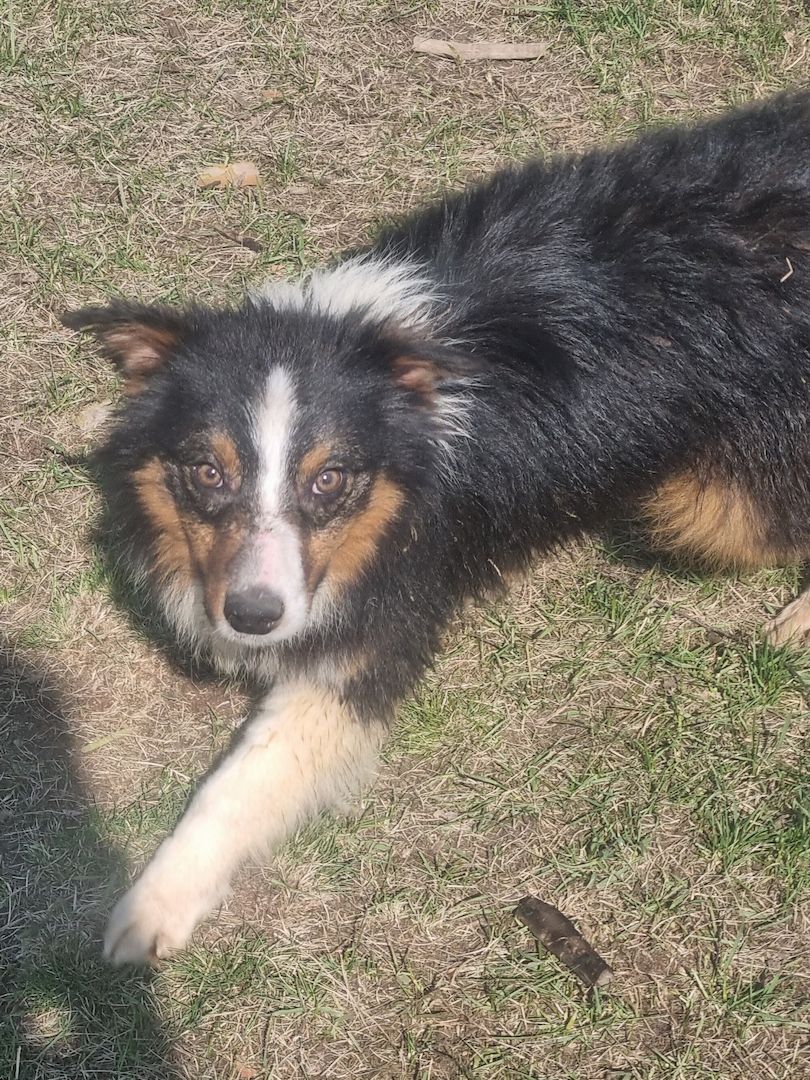 Reinrassiger Australian Shephard Rüde Junghund Reinrassiger Australian Shephard Rüde Junghund