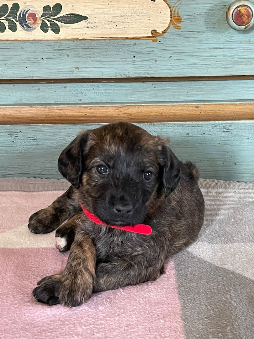 8 Rhodesian Ridgeback-Großpudel-Mix Welpen 8 Rhodesian Ridgeback-Großpudel-Mix Welpen