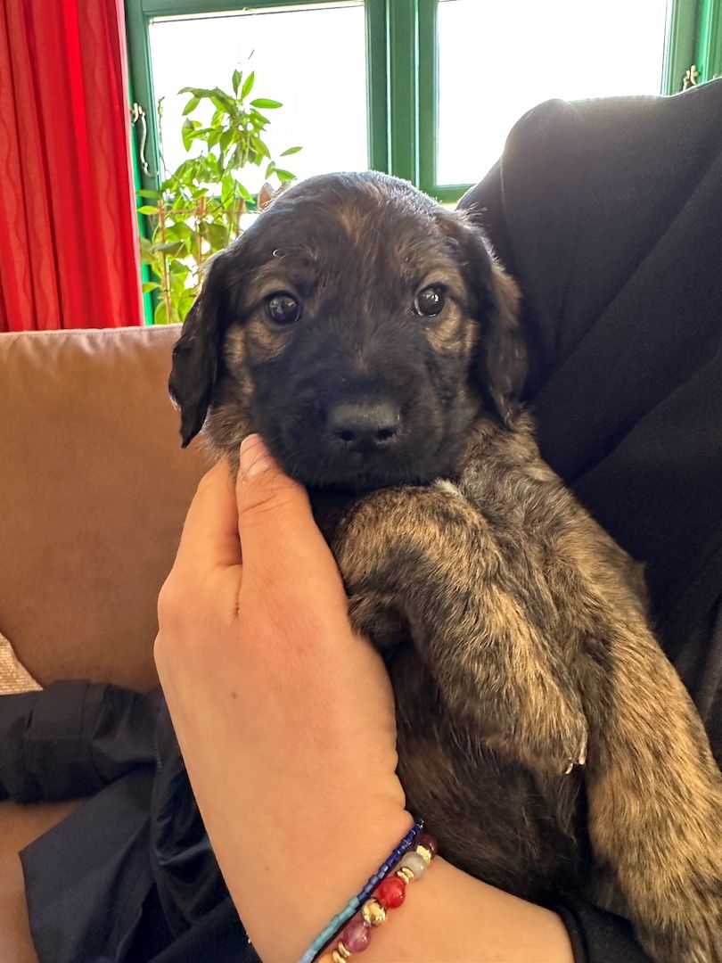 8 Rhodesian Ridgeback-Großpudel-Mix Welpen 8 Rhodesian Ridgeback-Großpudel-Mix Welpen