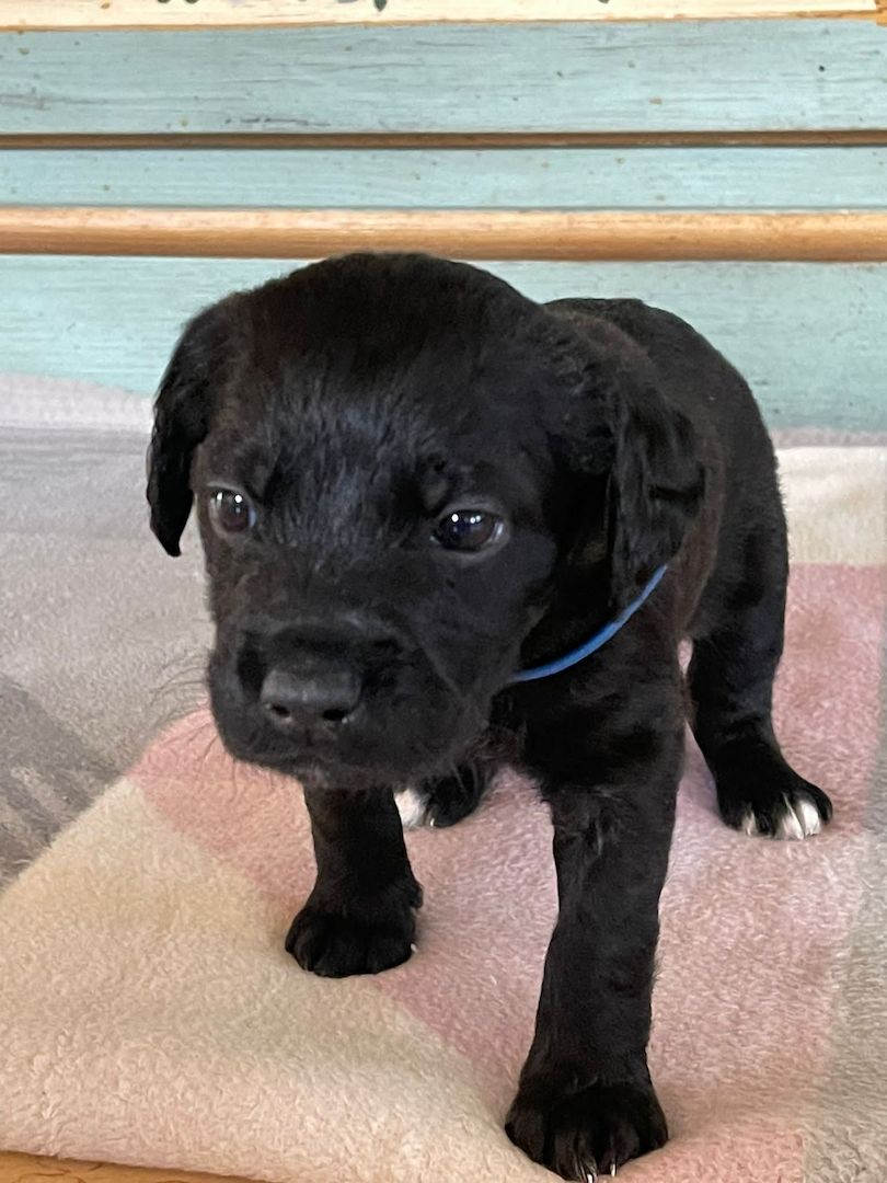 8 Rhodesian Ridgeback-Großpudel-Mix Welpen 8 Rhodesian Ridgeback-Großpudel-Mix Welpen