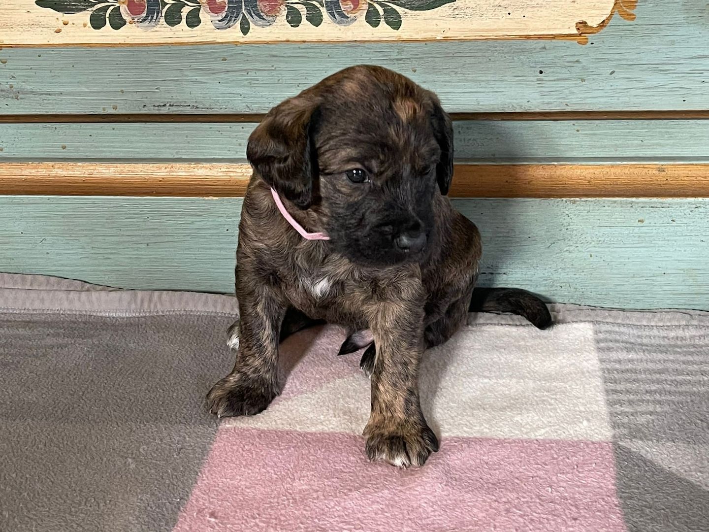 8 Rhodesian Ridgeback-Großpudel-Mix Welpen 8 Rhodesian Ridgeback-Großpudel-Mix Welpen