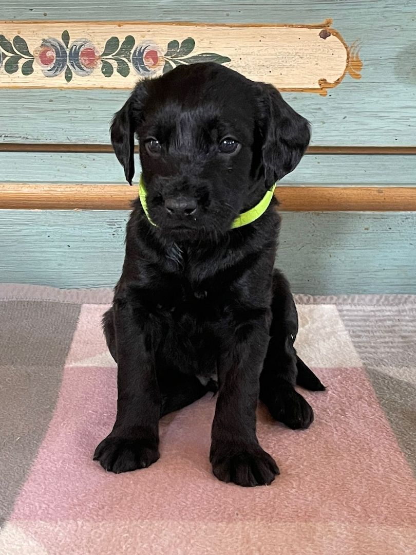 8 Rhodesian Ridgeback-Großpudel-Mix Welpen 8 Rhodesian Ridgeback-Großpudel-Mix Welpen