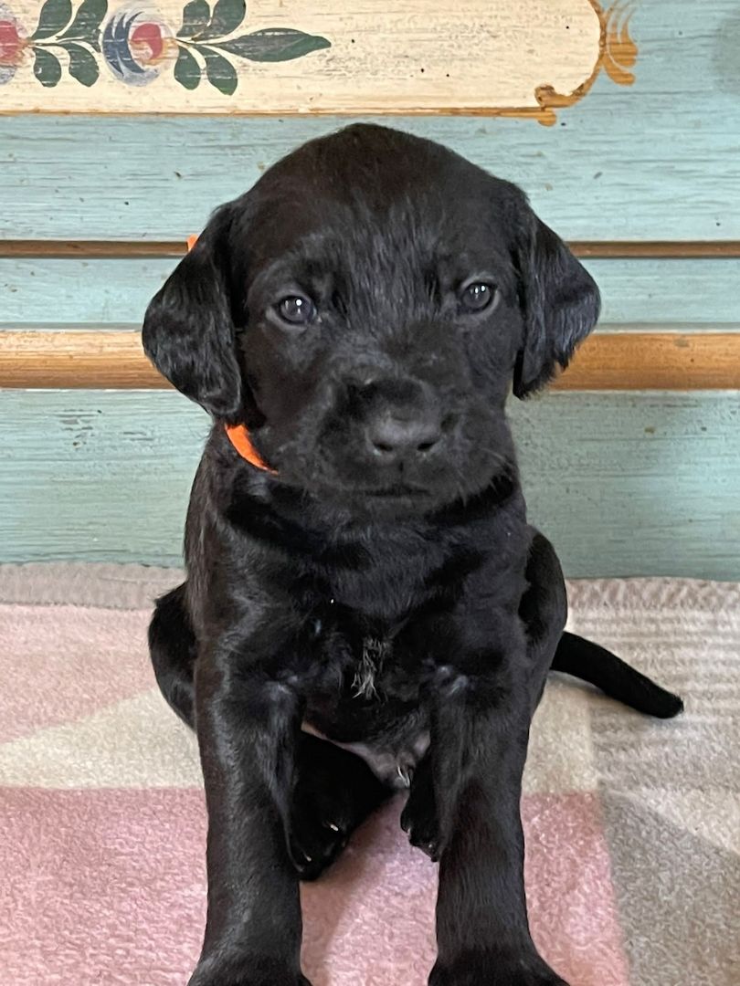 8 Rhodesian Ridgeback-Großpudel-Mix Welpen 8 Rhodesian Ridgeback-Großpudel-Mix Welpen