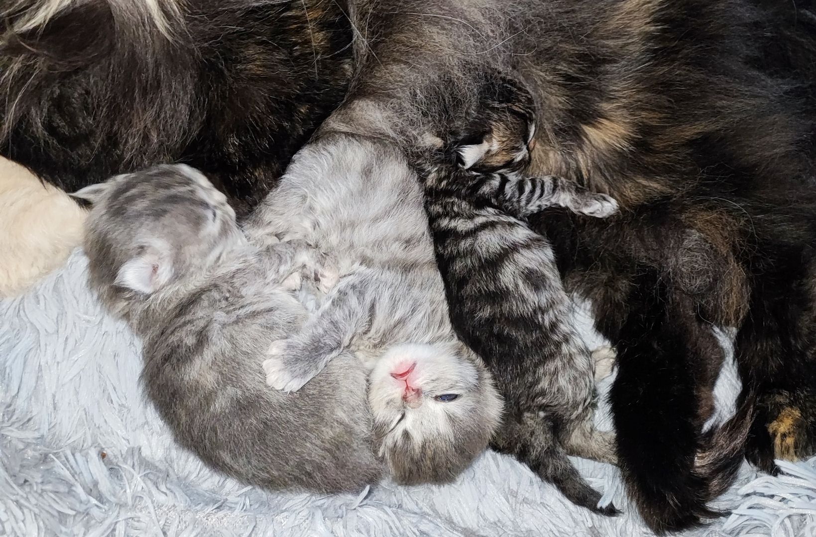 Reinrassige Perserbabys