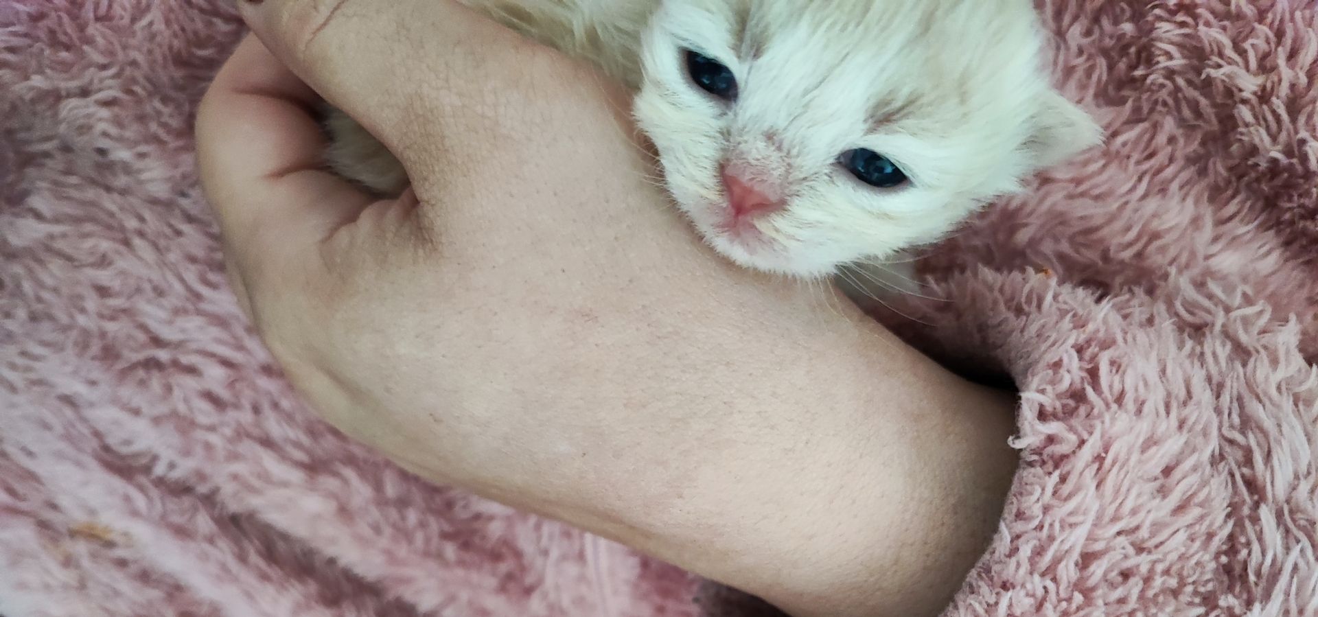 Reinrassige Perserbabys