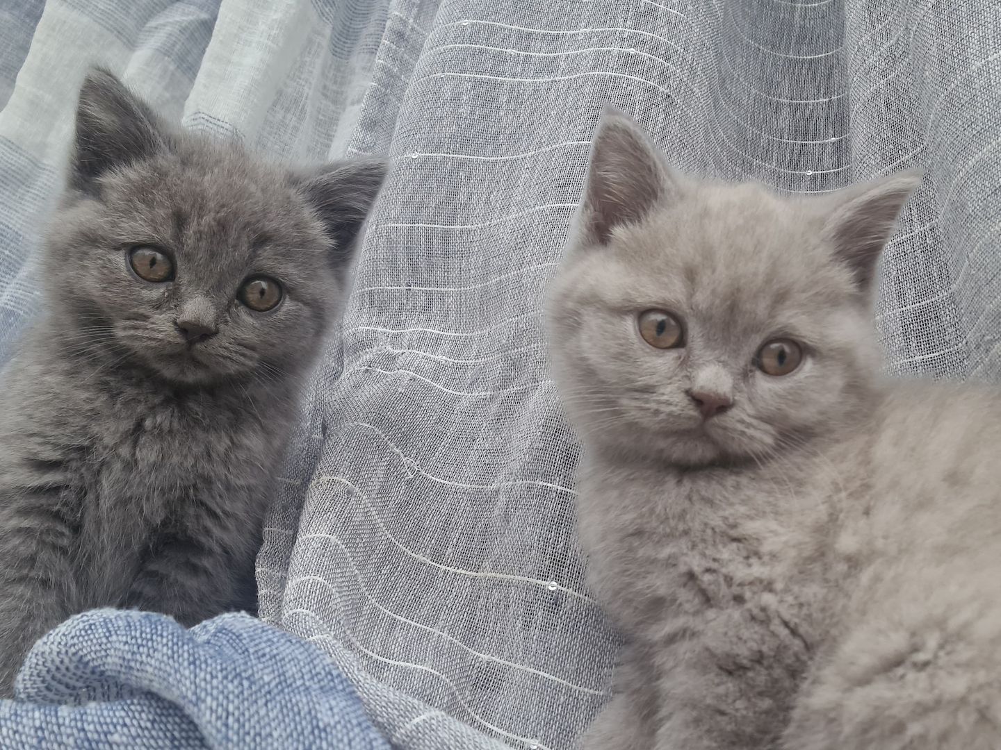 süße reine Kätzchen