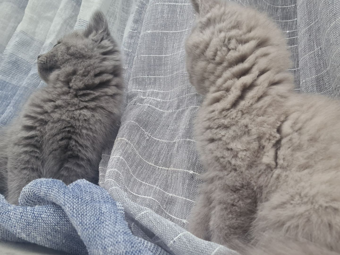 süße reine Kätzchen