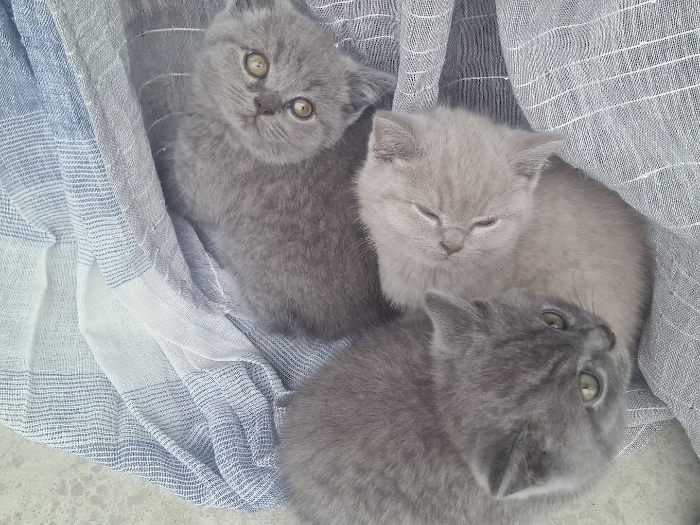 süße reine Kätzchen