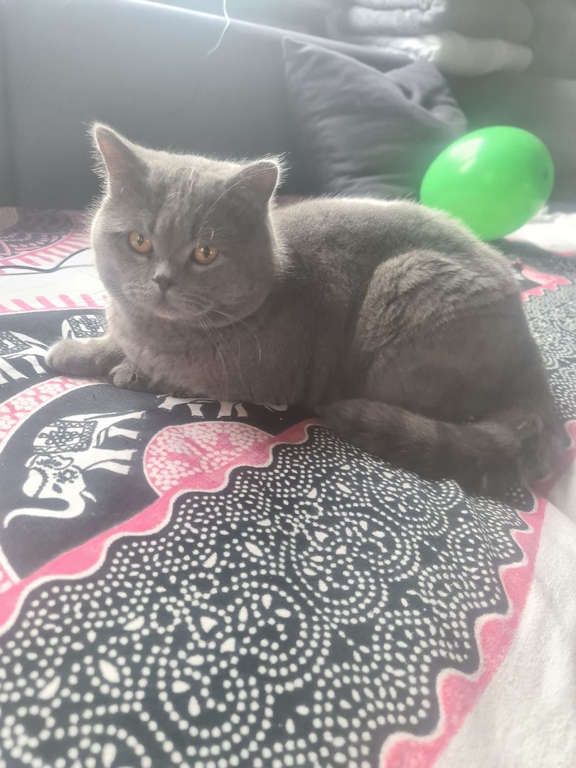 süße reine Kätzchen