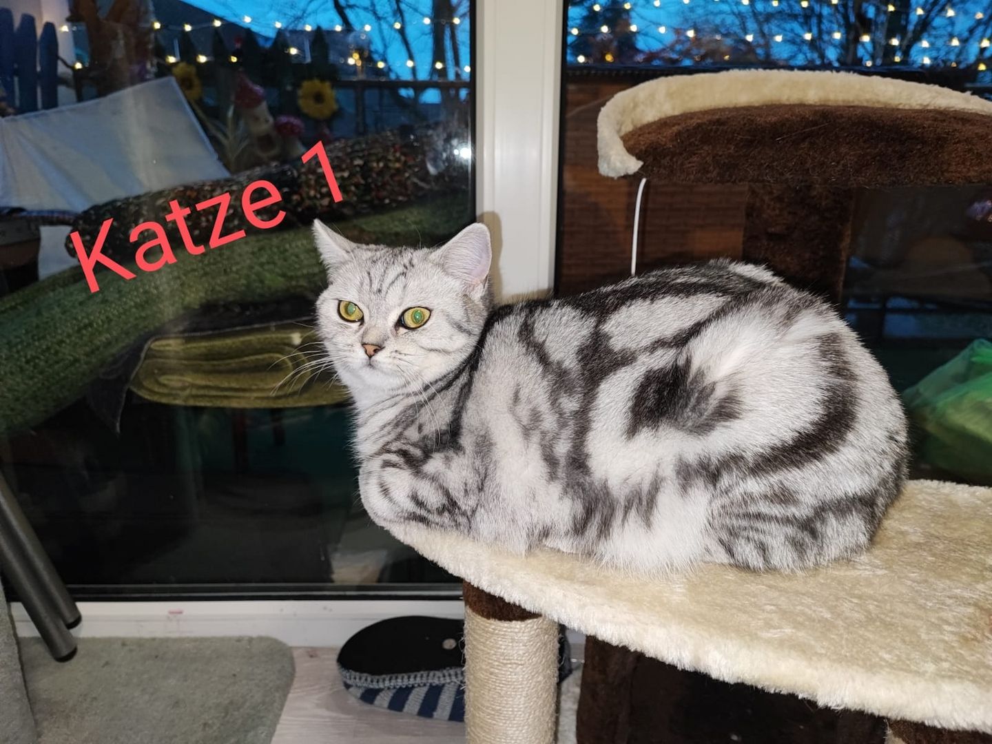 BKH kater,black silver tabby classic