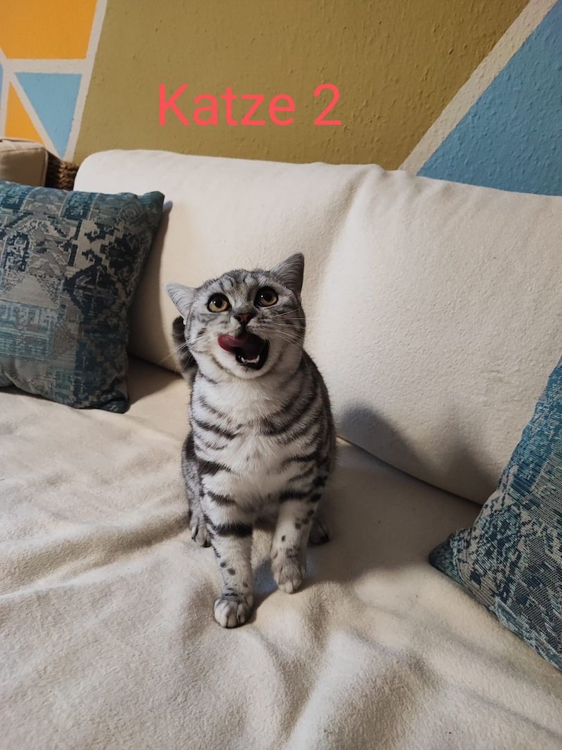 BKH kater,black silver tabby classic