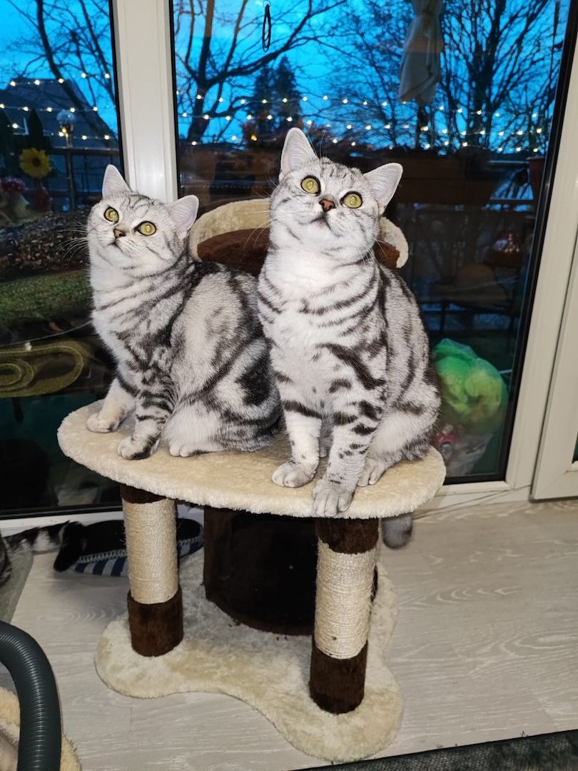 BKH kater,black silver tabby classic