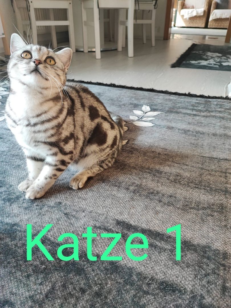 BKH kater,black silver tabby classic