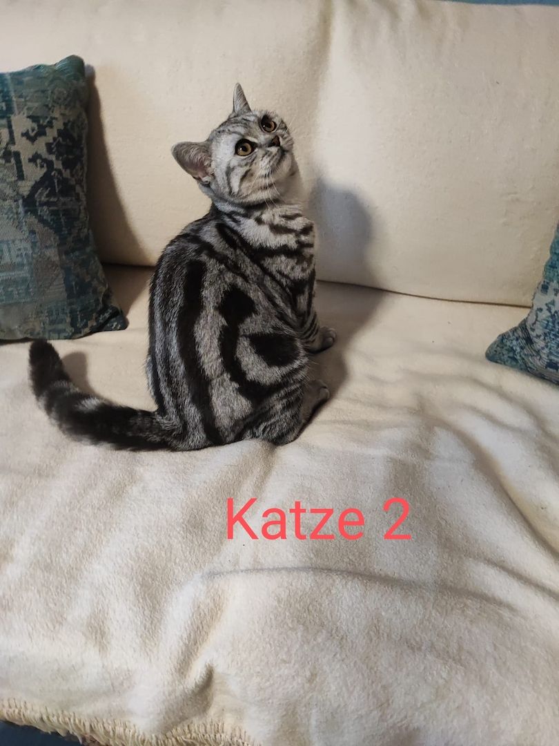 BKH kater,black silver tabby classic
