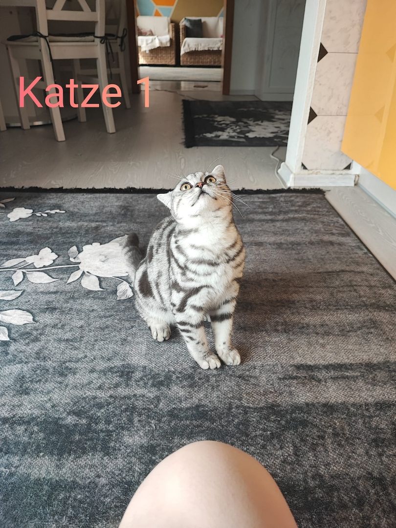 BKH kater,black silver tabby classic