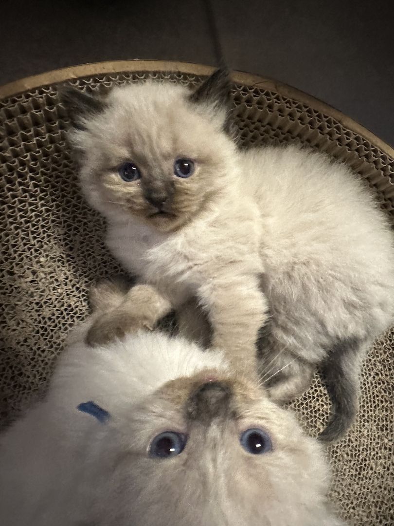 Heilige Birma Kitten