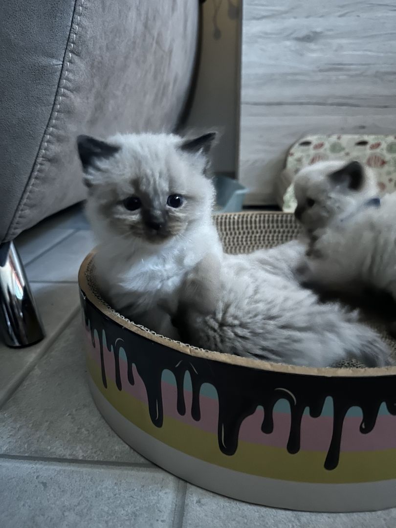 Heilige Birma Kitten